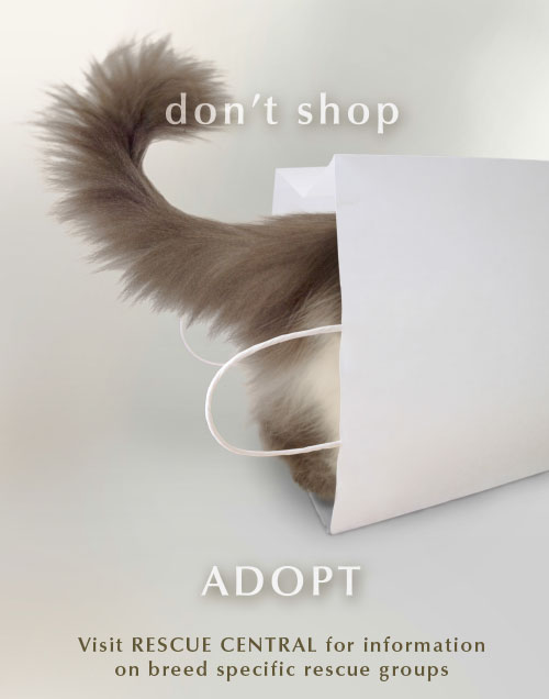 pet adoption poster